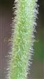  Stem-Glandular Hairy
